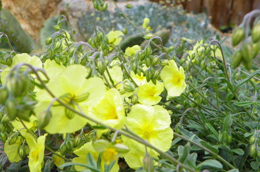 Helianthemum Cultivars / Ладанник гибридный