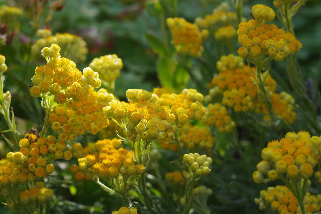 Helichrysum х thianschanicum / Гелихризум (цмин, бессмертник) тянь-шаньский