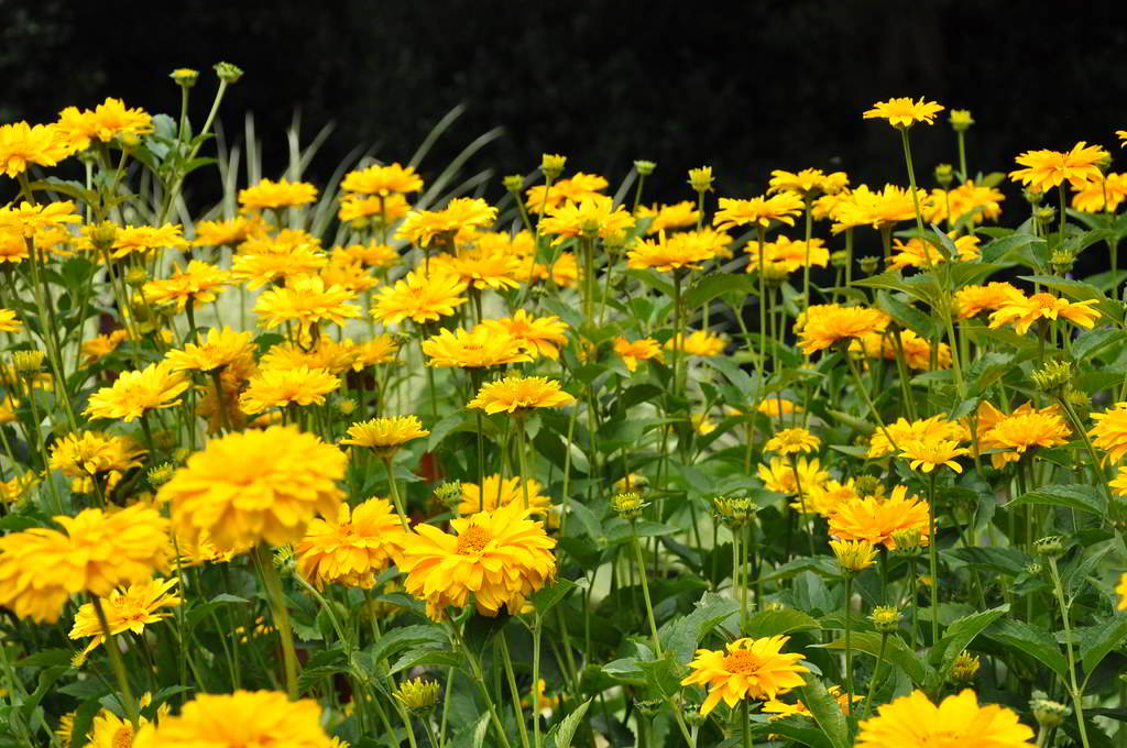 Heliopsis helianthoides var. scabra / Гелиопсис подсолнечниковидный