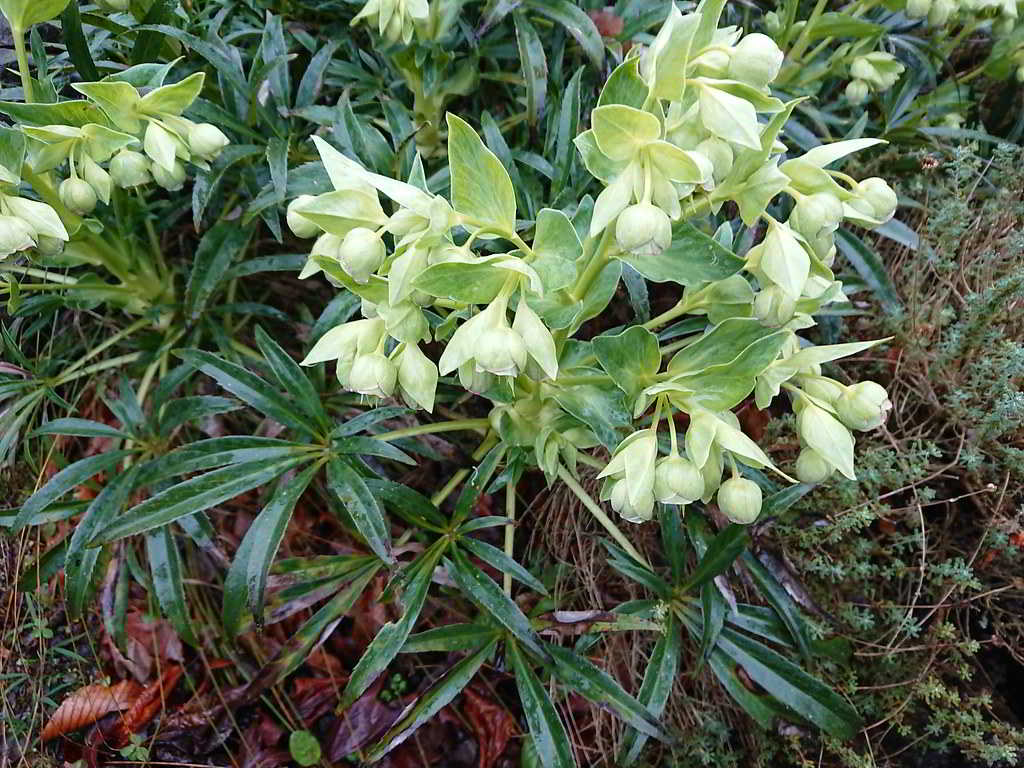 Helleborus foetidus / Морозник вонючий