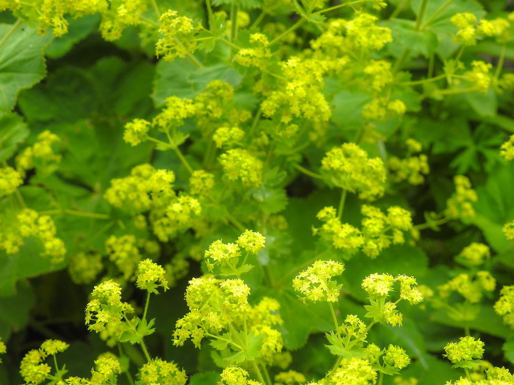 Alchemilla mollis / Манжетка мягкая