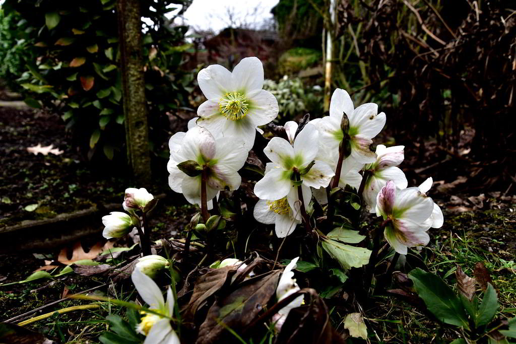 Helleborus niger subsp. niger / Морозник чёрный