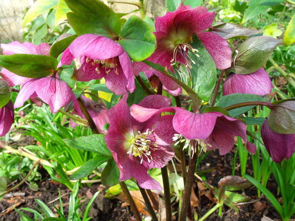 Helleborus orientalis subsp. orientalis / Морозник восточный