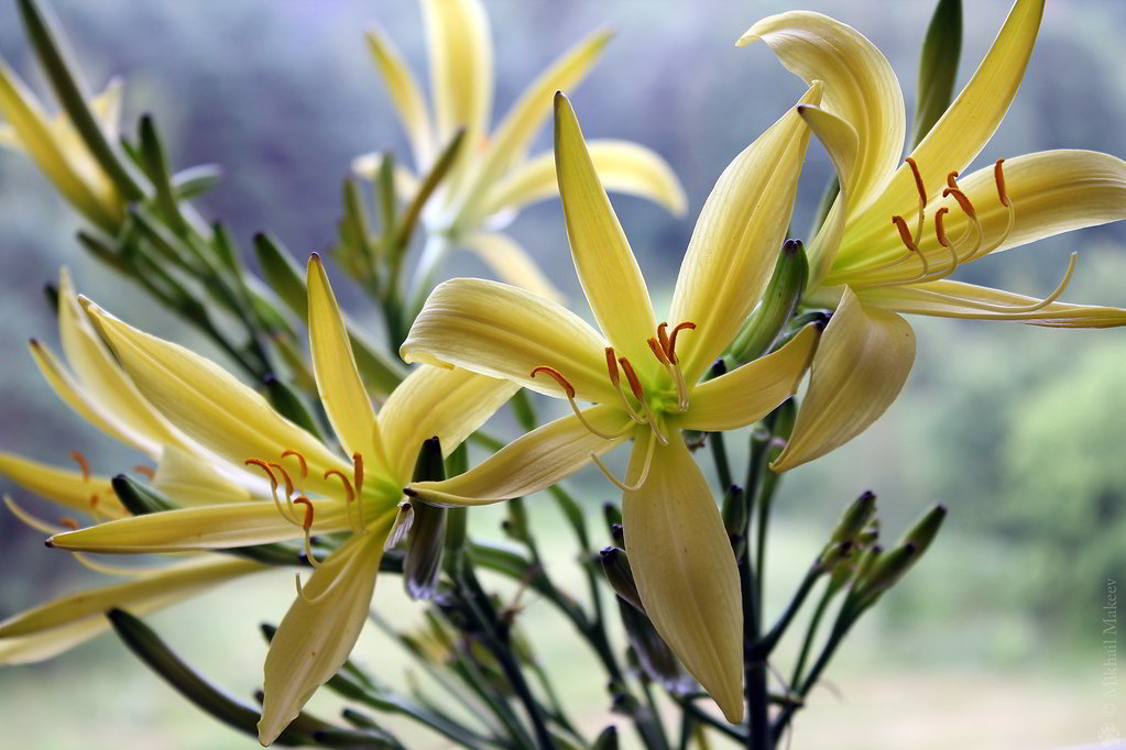 Hemerocallis citrina / Лилейник (красоднев, гемерокаллис) лимонно-жёлтый