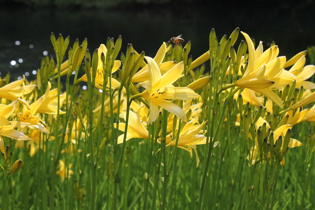 Hemerocallis lilioasphodelus / Лилейник (красоднев, гемерокаллис) жёлтый