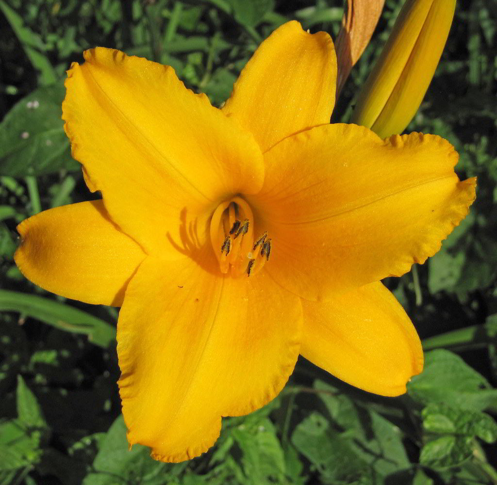 Hemerocallis Cultivars / Лилейник (красоднев, гемерокаллис) гибридный