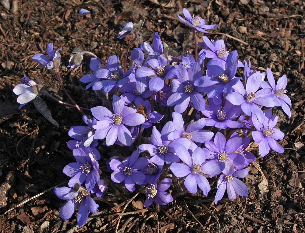 Hepatica nobilis var. nobilis / Печёночница благородная