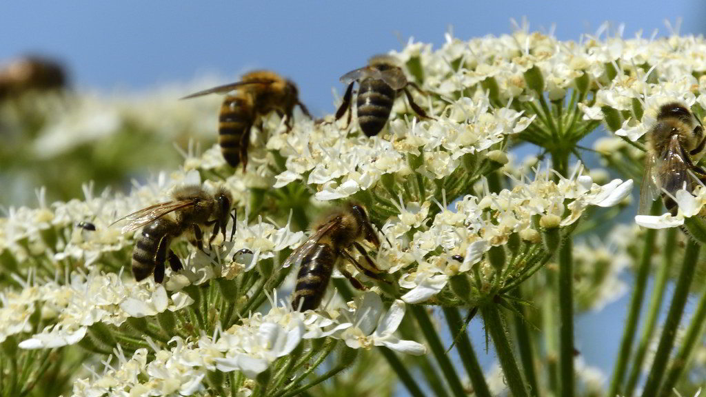 Heracleum mantegazzianum / Борщевик Мантегацци