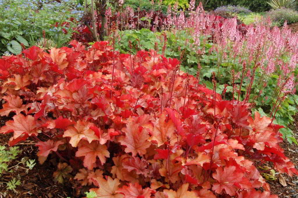 Heuchera Cultivars / Гейхера гибридная