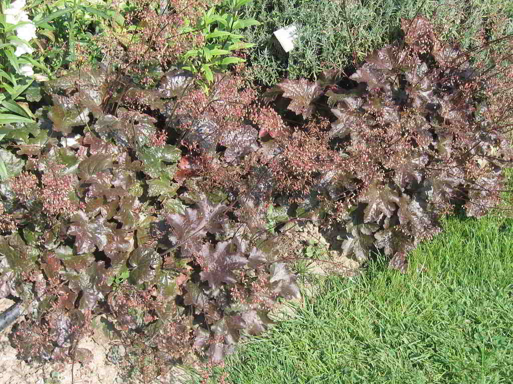 Heuchera micrantha «Palace Purple» / Гейхера мелкоцветковая «Palace Purple»