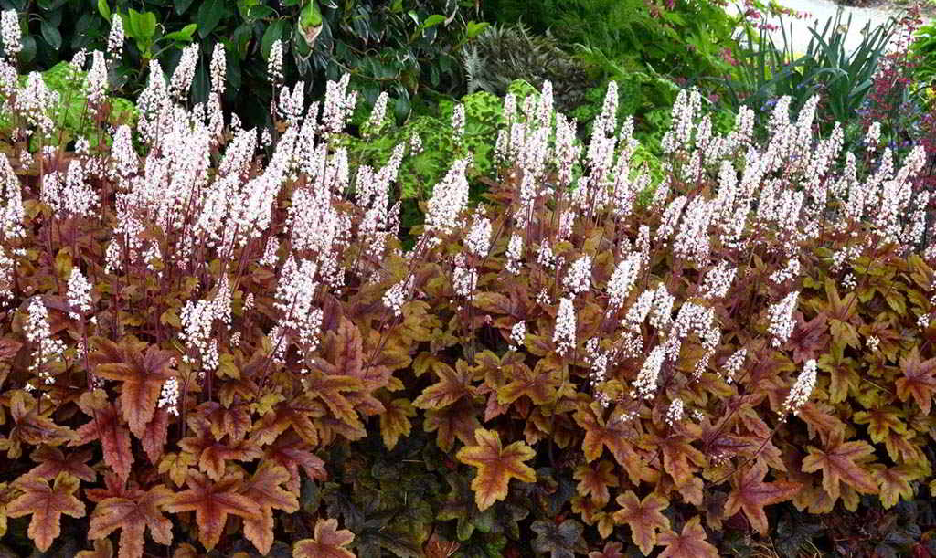 Heucherella tiarelloides / Гейхерелла