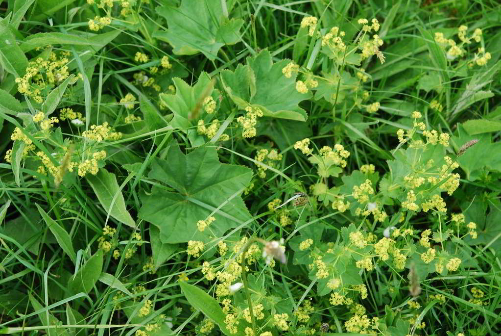 Alchemilla xanthochlora / Манжетка зелёно-жёлтая, или обыкновенная