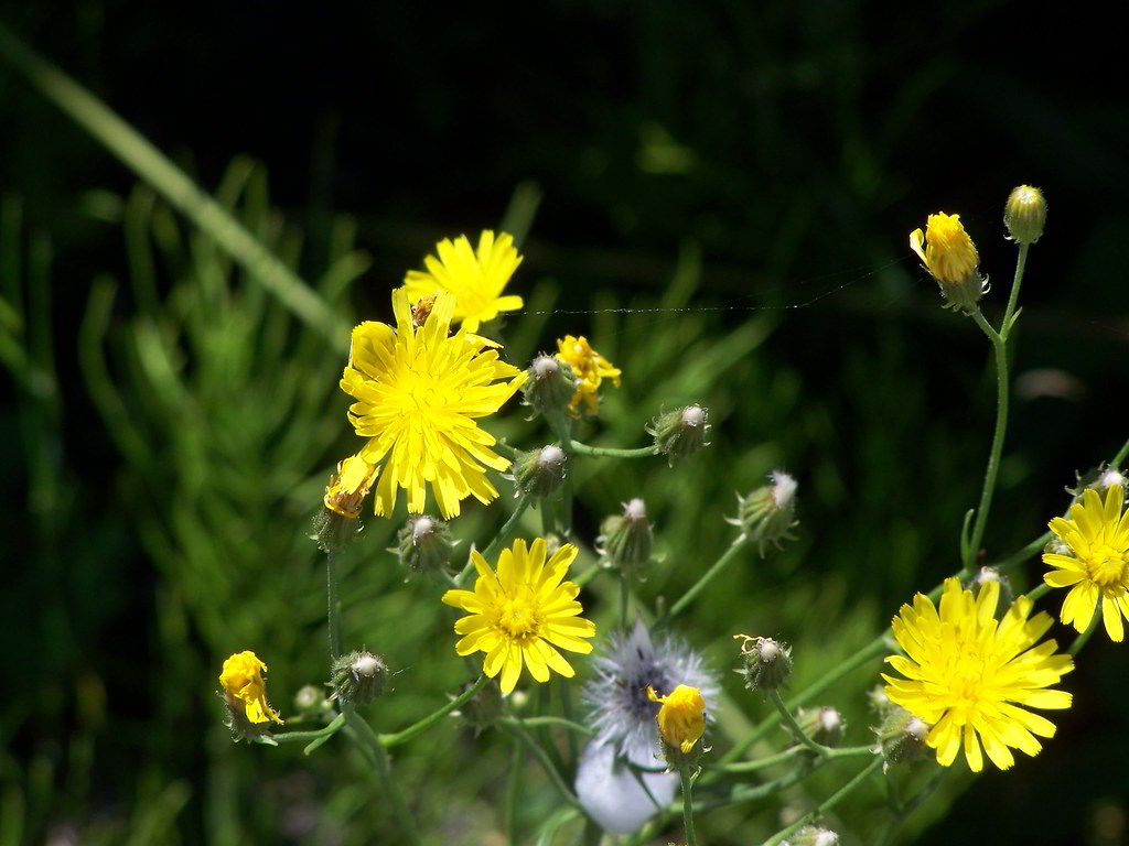 Hieracium pilosella / Ястребинка волосистая