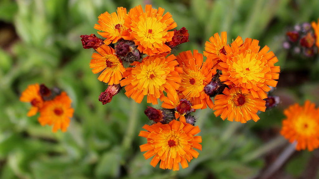 Hieracium x rubrum / Ястребинка гибридная