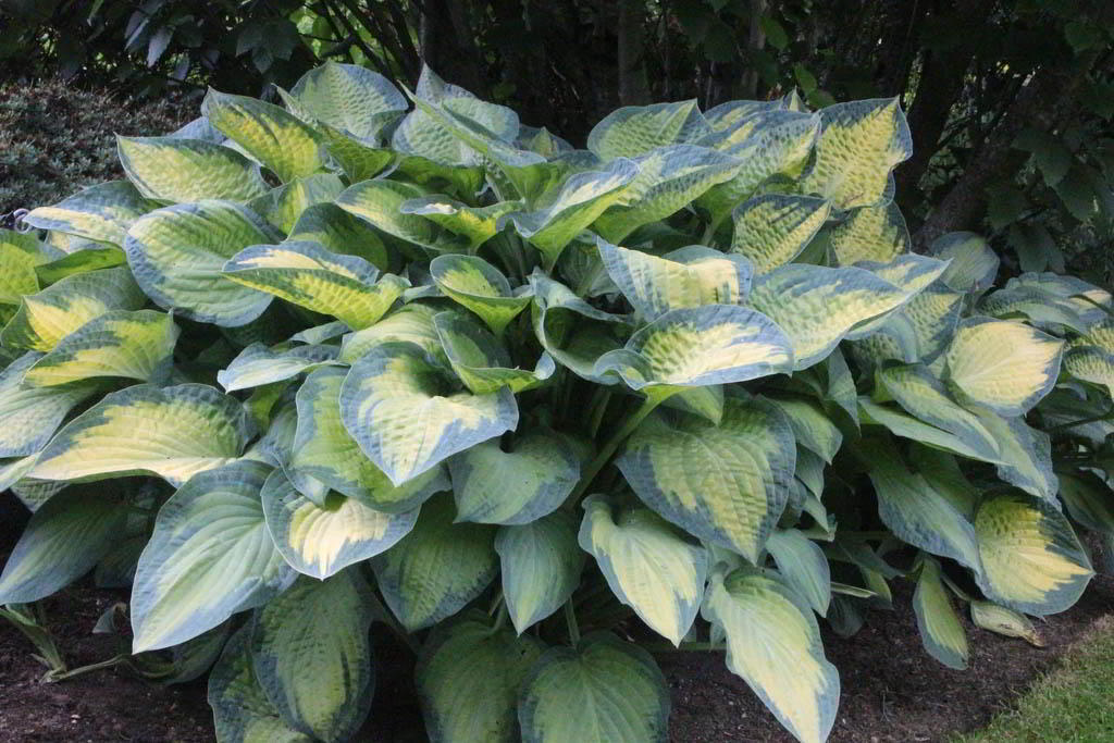 Hosta Cultivars «Fortunei» / Хоста (функия) гибридная «Fortunei»