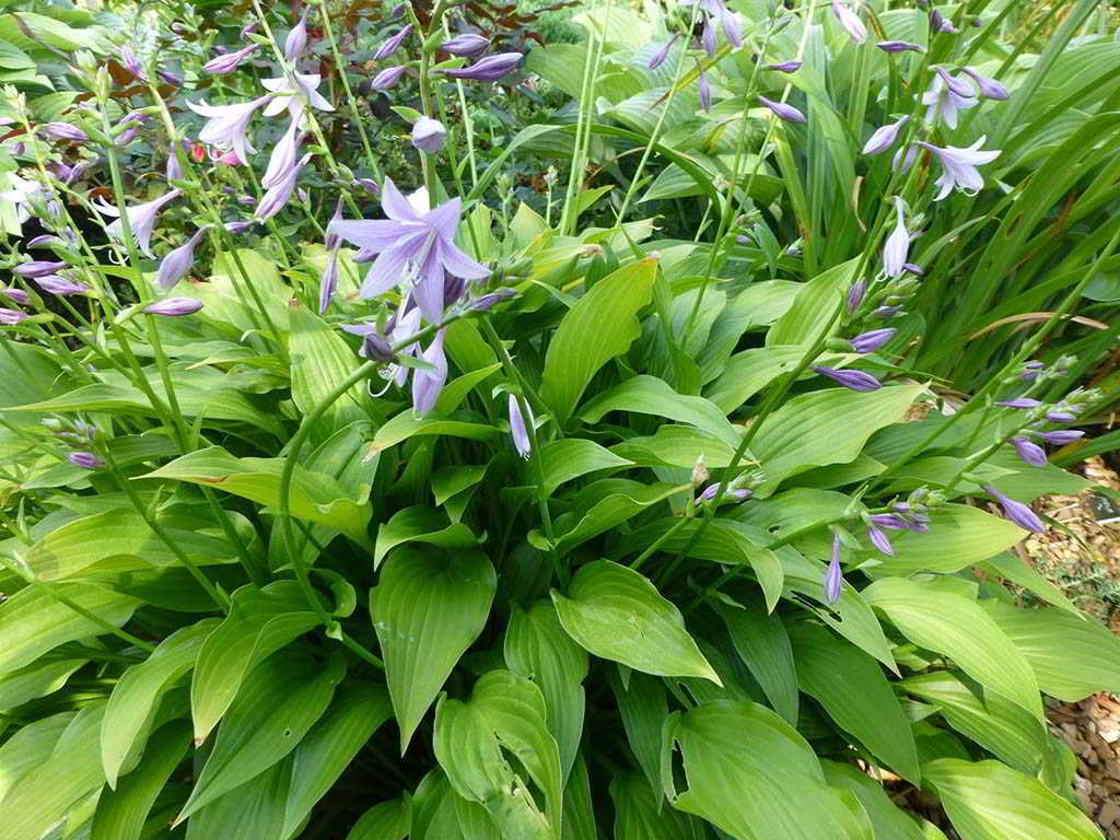 Hosta Cultivars «Lancifolia» / Хоста (функия) гибридная «Lancifolia»