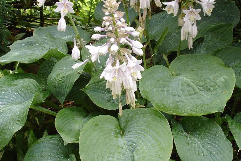 Hosta sieboldiana «Elegans» / Хоста (функия) Зибольда «Elegans»