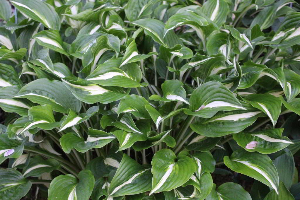 Hosta Cultivars «Undulata» / Хоста (функия) гибридная «Undulata»