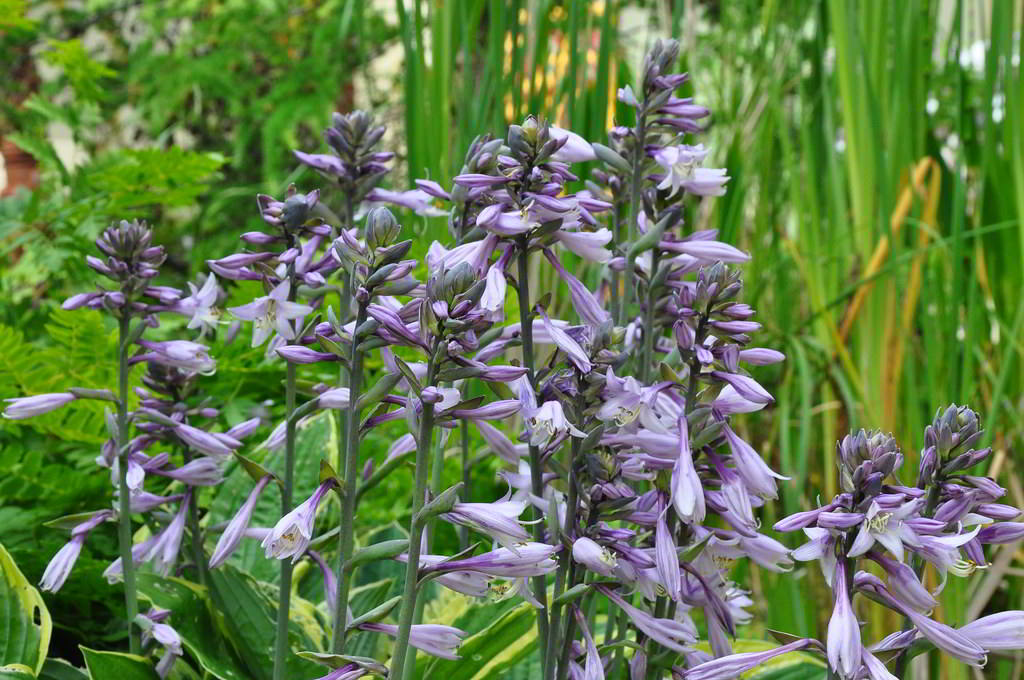 Hosta ventricosa / Хоста (функия) вздутая