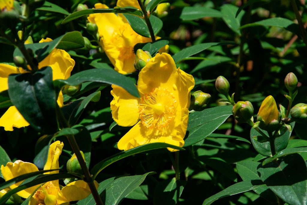 Hypericum calycinum / Зверобой чашечковый