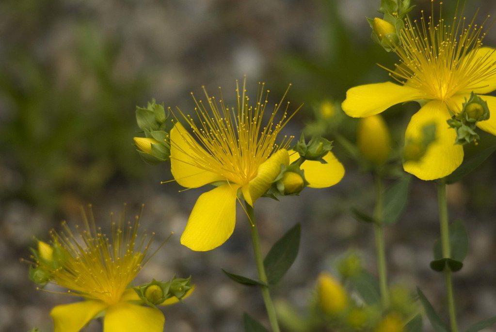 Hypericum olympicum / Зверобой олимпийский