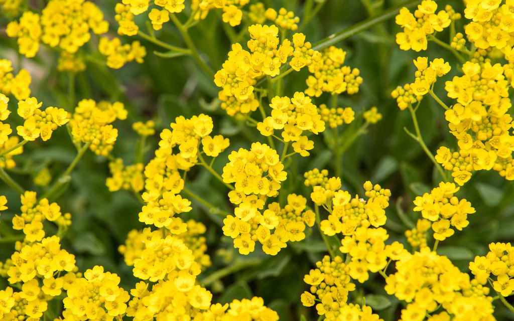 Alyssum montanum / Алиссум горный, бурачок горный, икотная трава