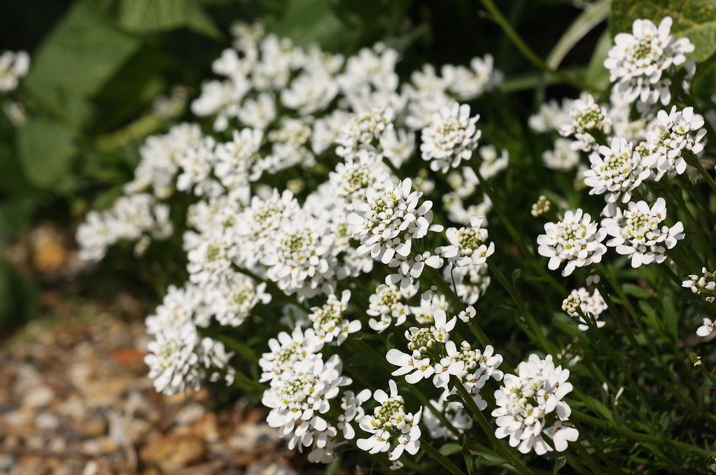 Iberis sempervirens / Иберис вечнозелёный