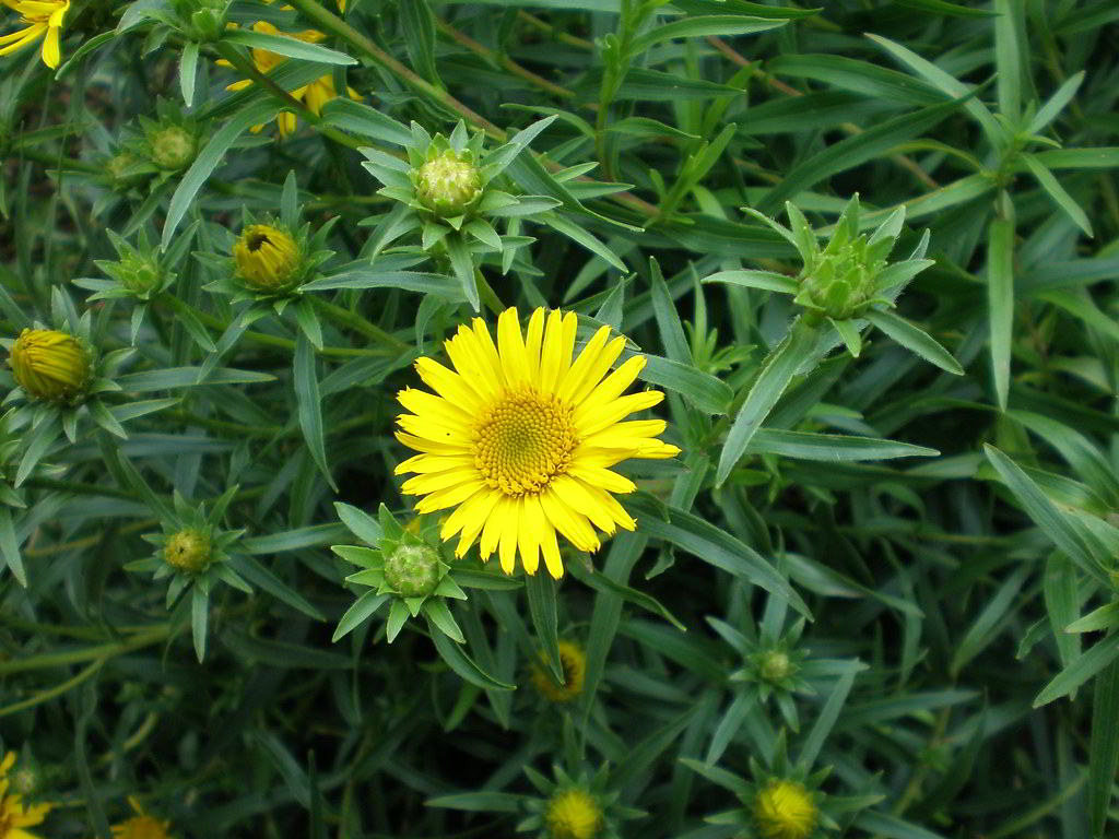 Inula ensifolia / Девясил мечелистный