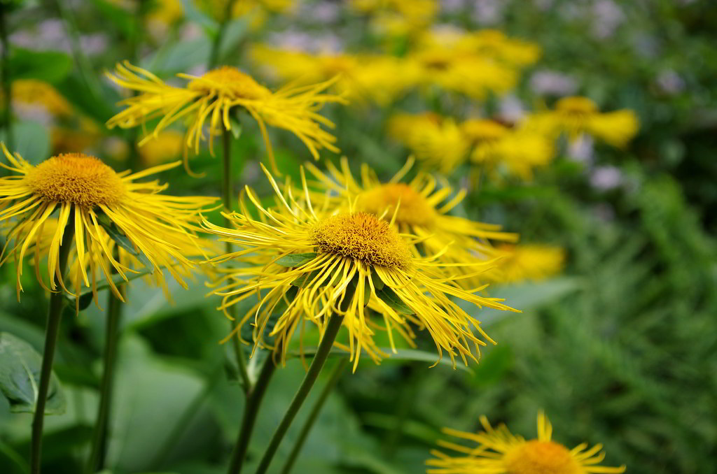 Inula helenium / Девясил высокий