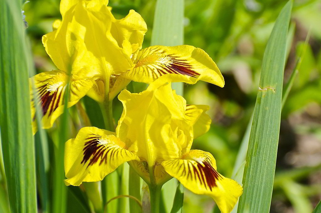 Iris germanica / Ирис (касатик) германский