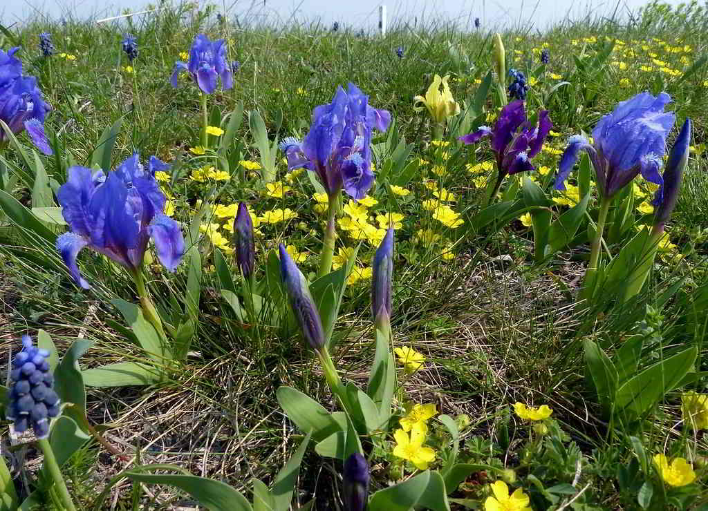 Iris pumila / Ирис (касатик) низкий
