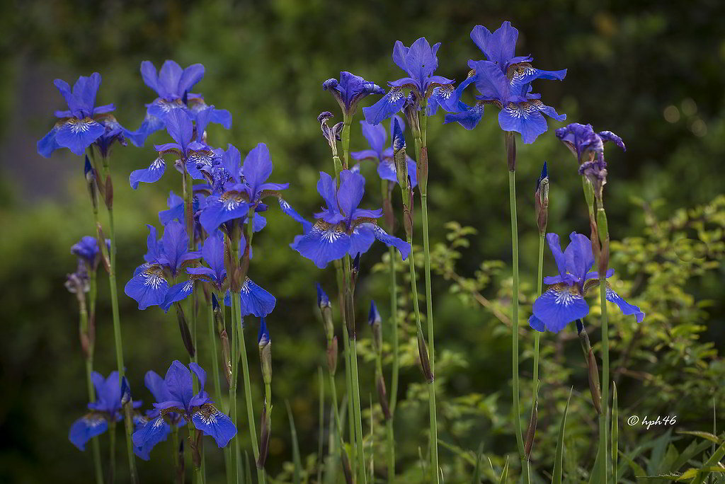 Iris sibirica / Ирис (касатик) сибирский