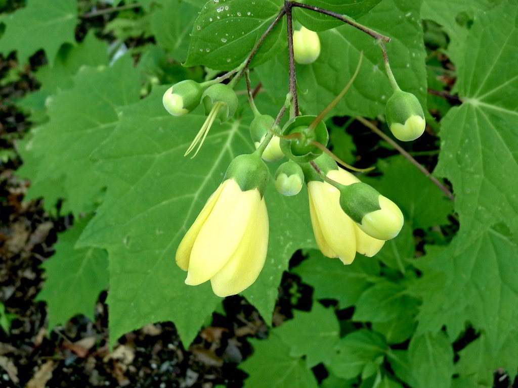 Kirengeshoma palmata / Киренгешома дланевидная