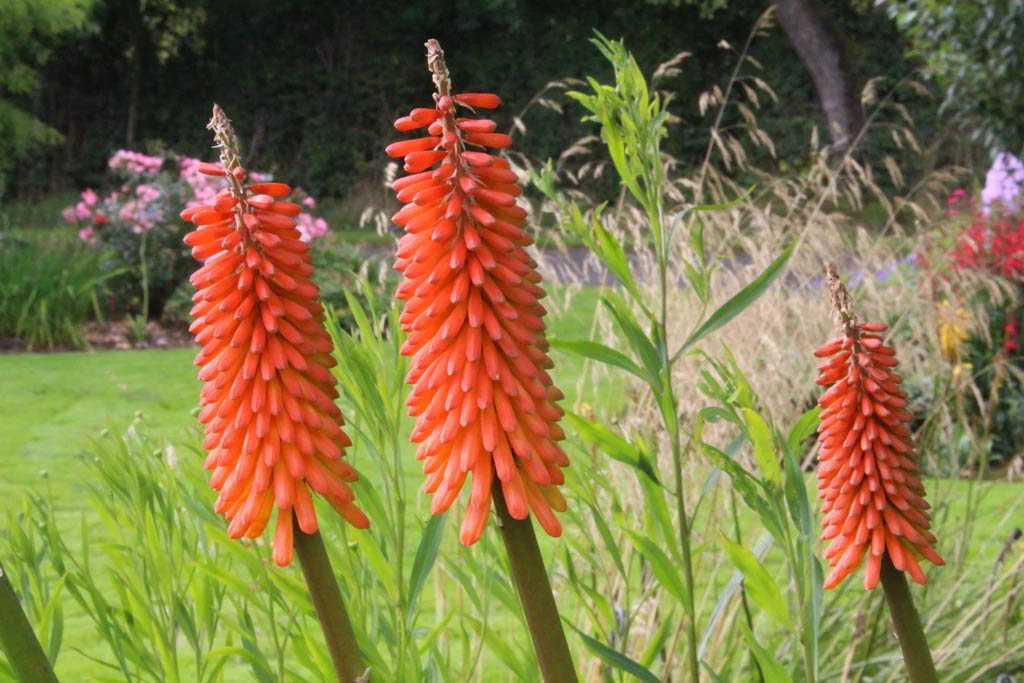 Kniphofia Cultivars / Книфофия (тритома) гибридная