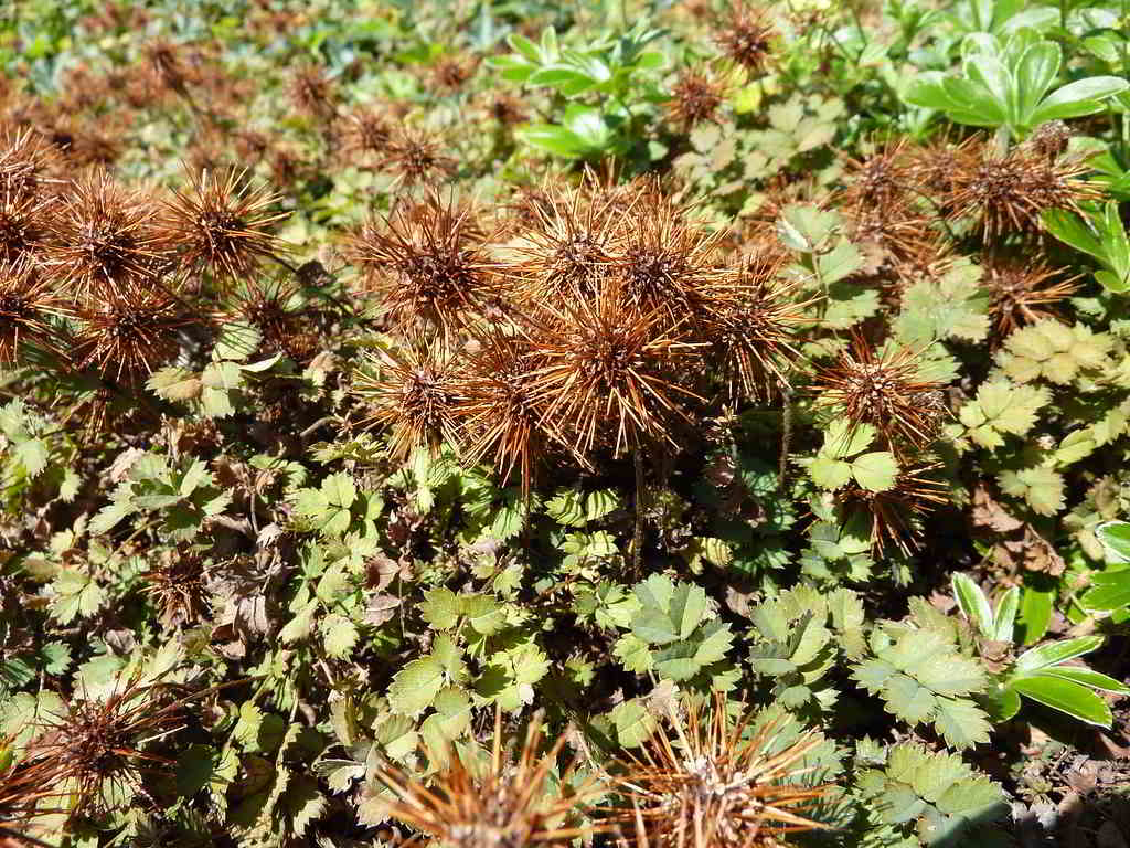 Acaena microphylla «Kupferteppich» / Ацена мелколистная «Kupferteppich»