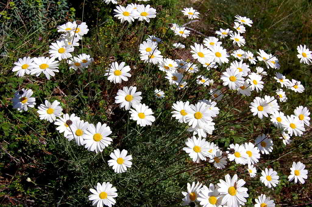 Anacyclus pyrethrum var. depressus / Римская ромашка, бертрам, слюнный корень, зубной корень