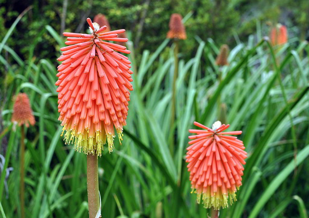 Kniphofia galpinii / Книфофия (тритома) Гальпина