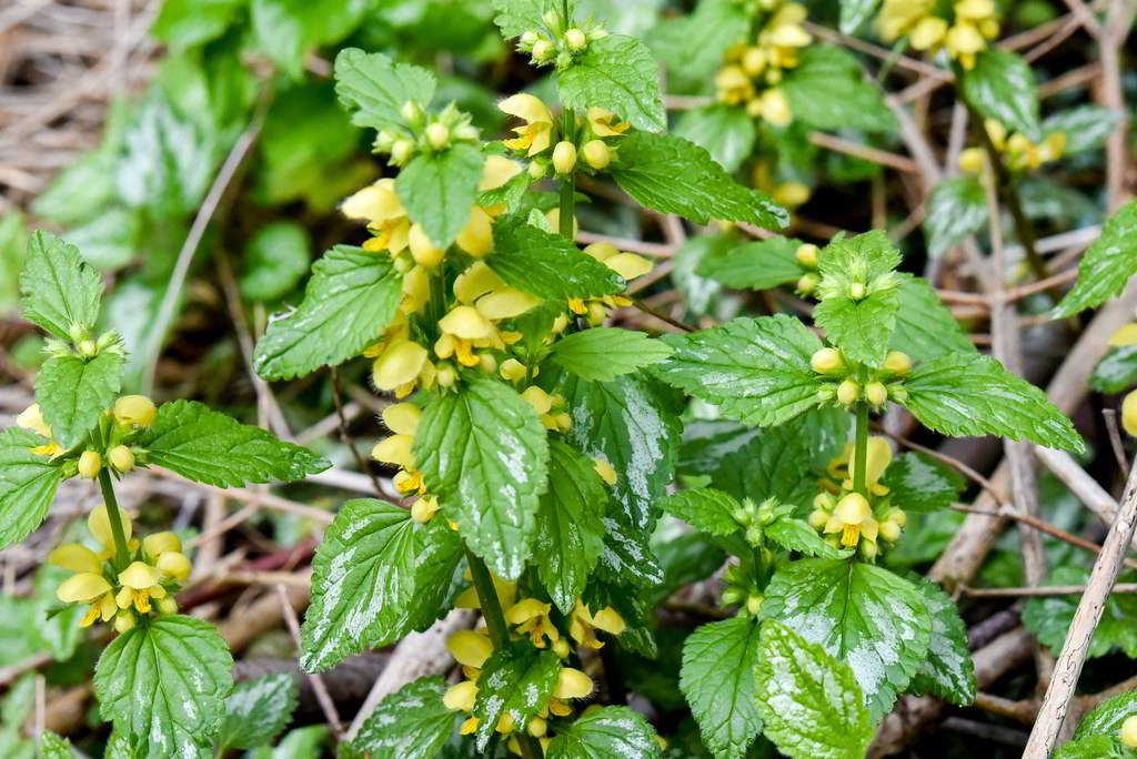 Lamium galeobdolon / Яснотка зеленчуковая, или жёлтая