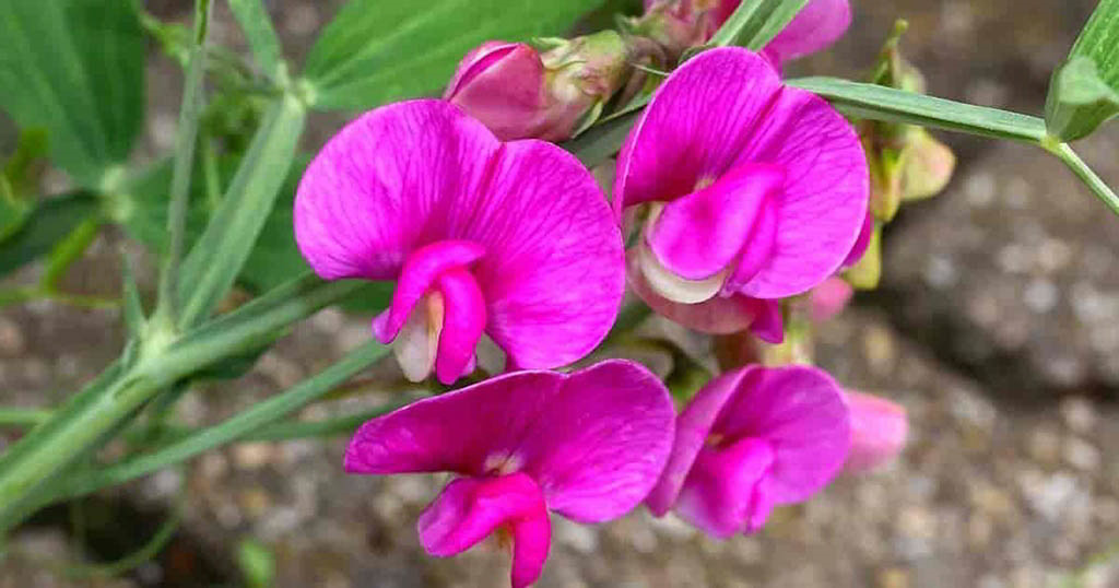 Lathyrus latifolius / Чина широколистная, душистый горошек