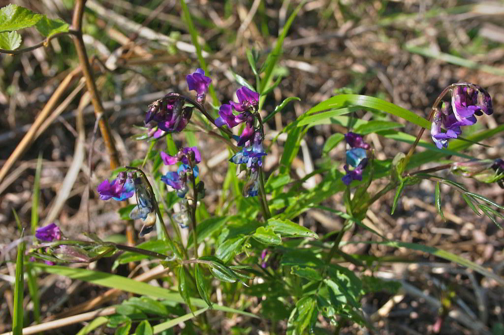 Lathyrus vernus / Чина весенняя