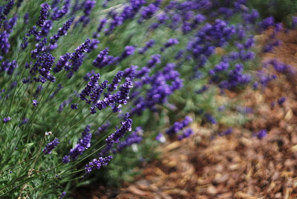 Lavandula angustifolia subsp. angustifolia / Лаванда узколистная