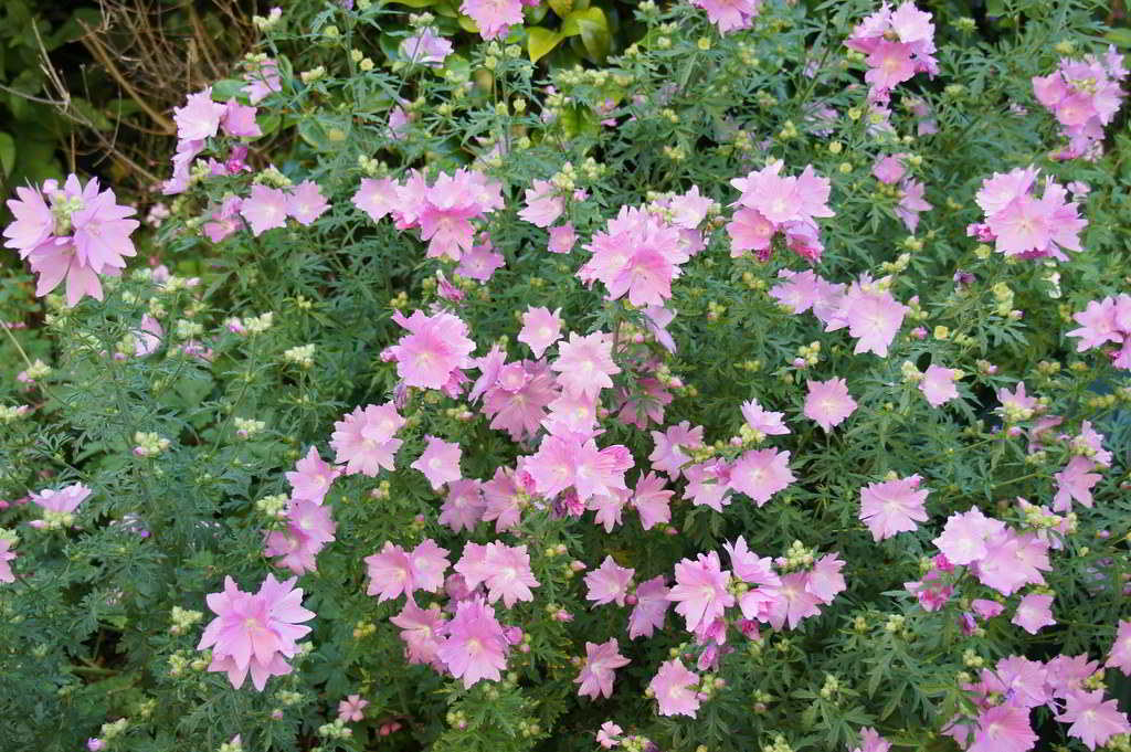 Lavatera olbia «Rosea» / Лаватера «Rosea»