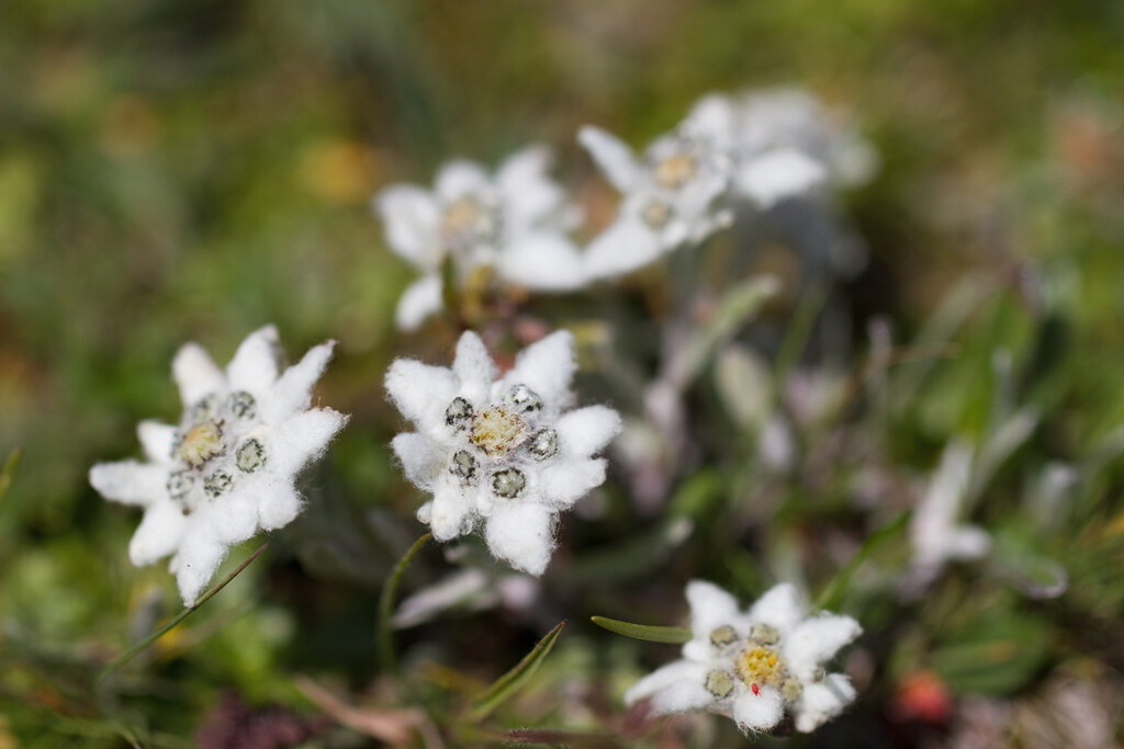 Leontopodium alpinum subsp. alpinum / Эдельвейс альпийский