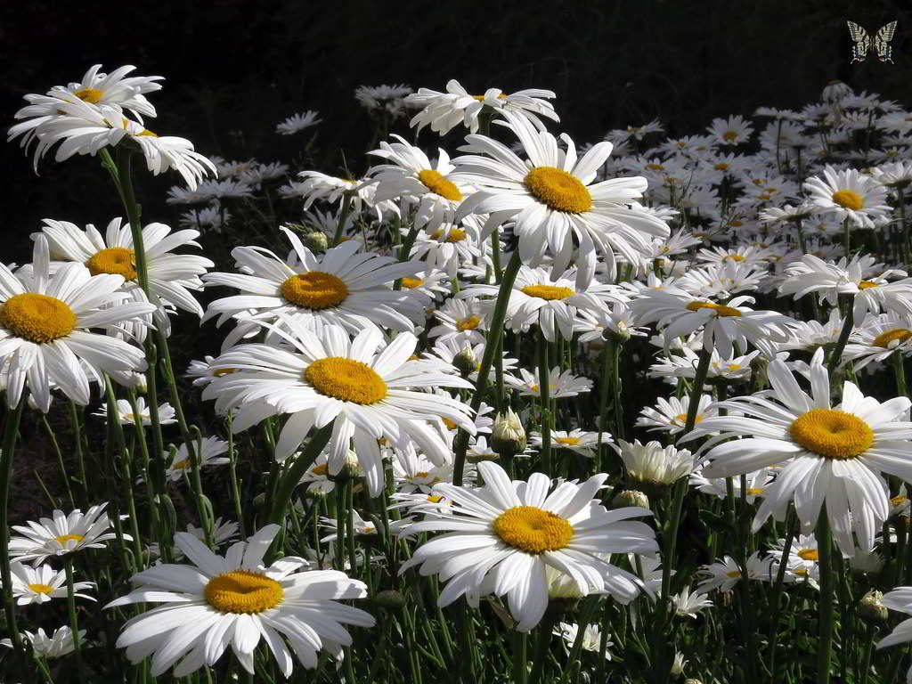 Leucanthemum x superbum / Нивяник наибольший