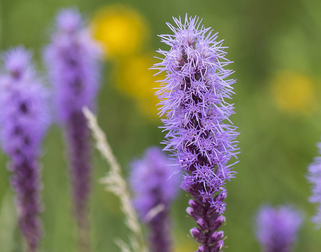 Liatris spicata / Лиатрис колосковая