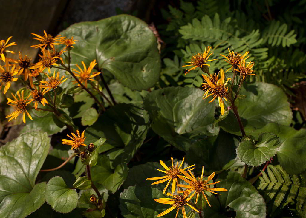 Ligularia dentata «Desdemona» / Бузульник зубчатый «Desdemona»