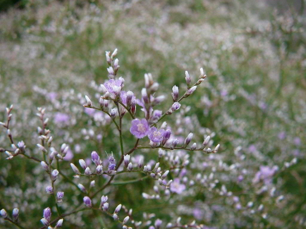 Limonium latifolium / Кермек широколистный