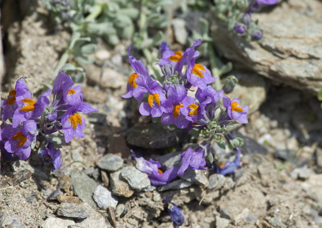 Linaria alpina / Льнянка альпийская