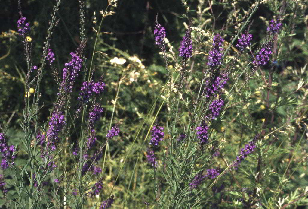 Linaria purpurea / Льнянка пурпуровая