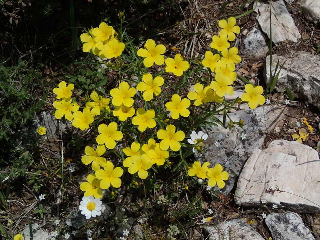 Linum flavum / Лён жёлтый